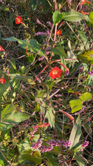 Ipomoea coccinea
