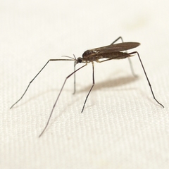 Gnophomyia tristissima