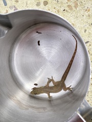 Hemidactylus garnotii