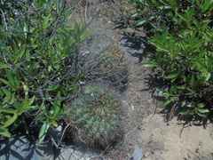 Eriosyce curvispina