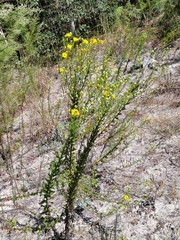 Chrysopsis scabrella