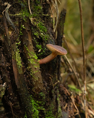 Lactarius hepaticus