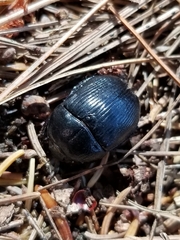 Geotrupes balyi