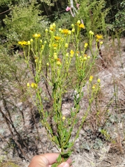 Chrysopsis scabrella