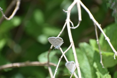 Hemiargus ceraunus astenidas