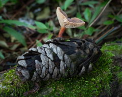 Lactarius hepaticus