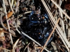 Geotrupes balyi
