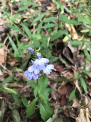 Lobelia amoena
