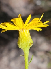 Chrysopsis scabrella