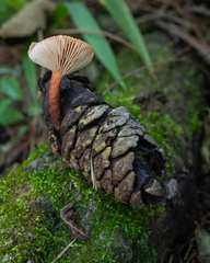 Lactarius hepaticus