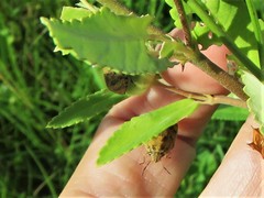 Orsilochides stictica
