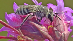Colletes longifacies