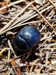 Geotrupes balyi