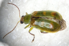 Diabrotica speciosa