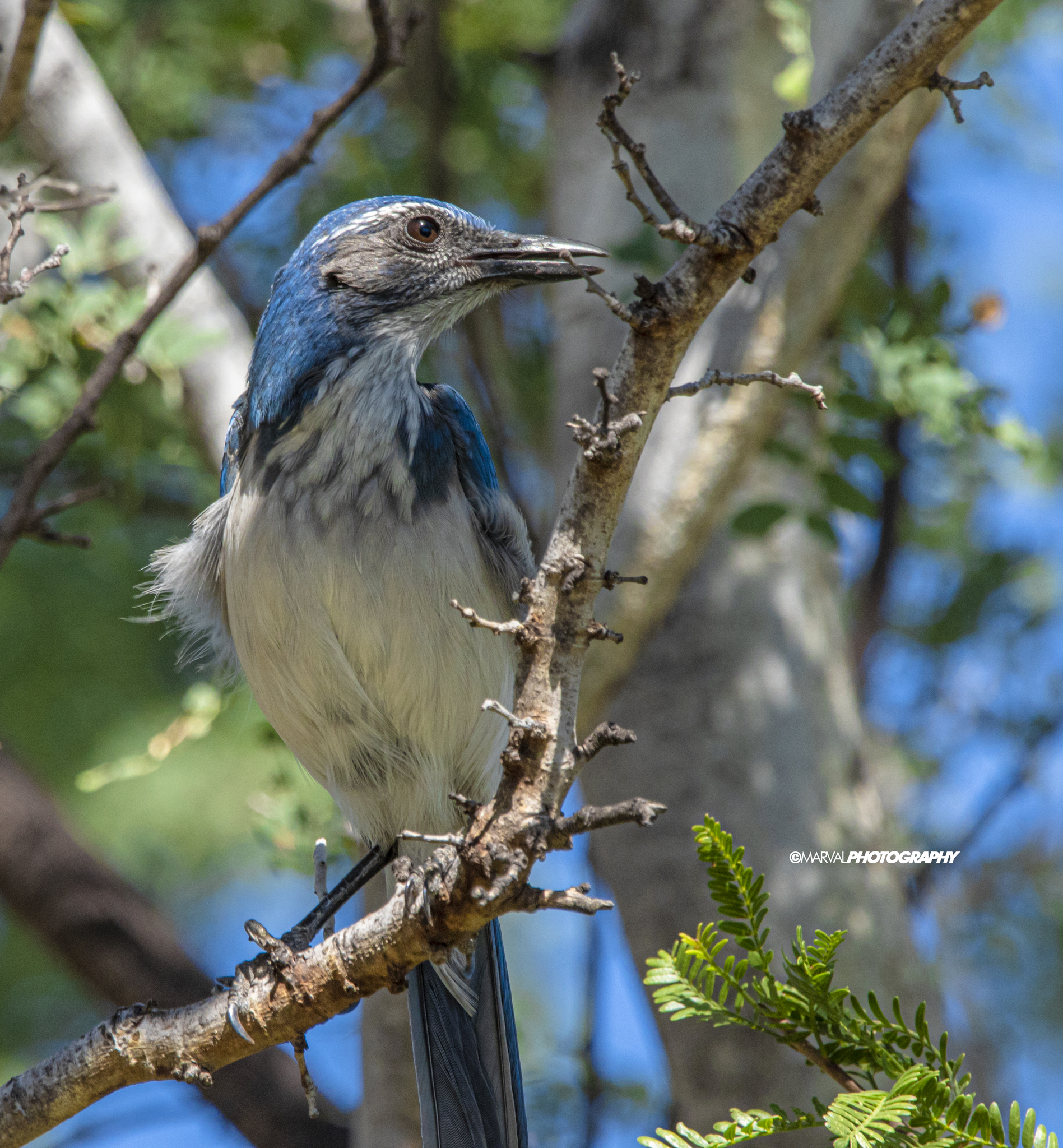 California Scrub-Jay (Aphelocoma californica)