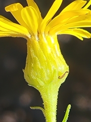 Chrysopsis scabrella