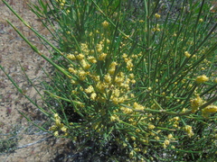 Ephedra chilensis