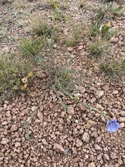 Linum lewisii