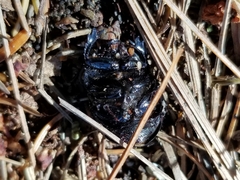 Geotrupes balyi