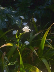 Iris japonica