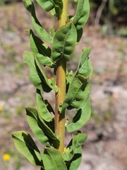Chrysopsis scabrella