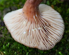 Lactarius hepaticus