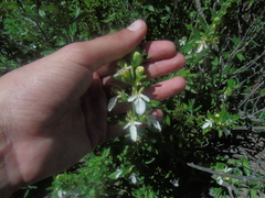 Teucrium bicolor