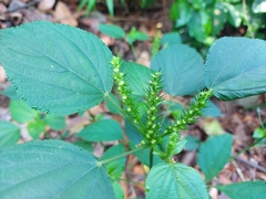 Acalypha ostryifolia