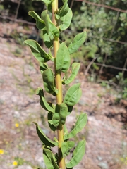 Chrysopsis scabrella
