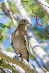 White-Winged Dove photo 6