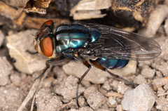 Compsomyiops callipes