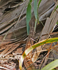 Pantherophis emoryi