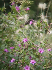 Phaeoptila sordida