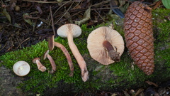 Lactarius hepaticus