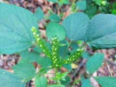 Acalypha ostryifolia