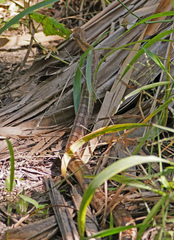 Pantherophis emoryi