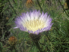 Plectocephalus chilensis