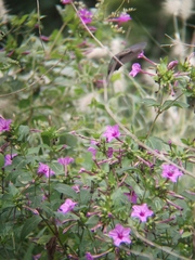 Phaeoptila sordida