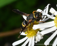 Euodynerus hidalgo boreoorientalis