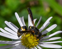 Euodynerus hidalgo boreoorientalis