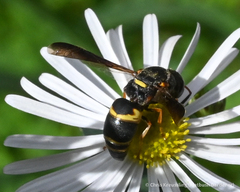 Euodynerus hidalgo boreoorientalis