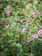 Phaeoptila sordida