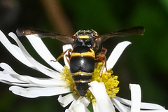 Euodynerus hidalgo boreoorientalis