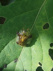 Helocassis testudinaria