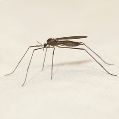 Gnophomyia tristissima