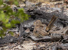 Toxostoma cinereum