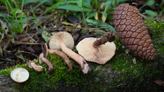 Lactarius hepaticus