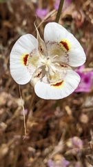 Calochortus superbus