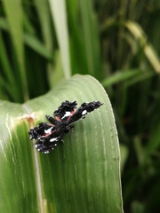 Calydna sturnula