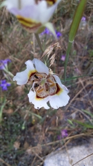 Calochortus superbus